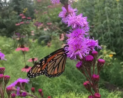 Digging Deeper: Gardening to Create an Insect Sanctuary
