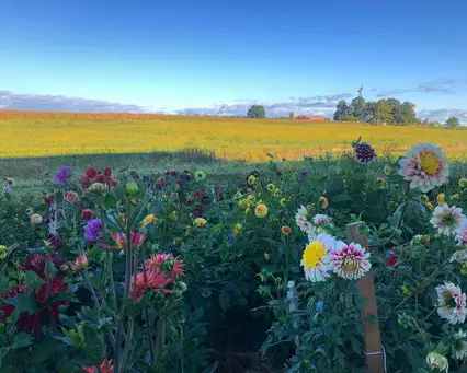 Asterisk Farms