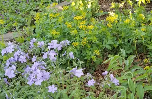 Saturday, May 9 Open Day at Deb's Native Garden