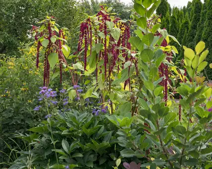 Saturday, July 25 Open Day at C's on Calhoun