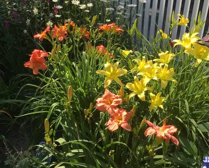 Open Day at Fiona's Secret Gardens