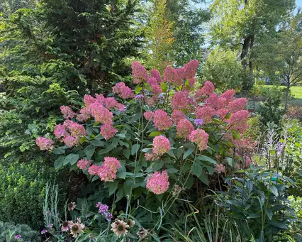 Open Day at Garden of Robin Lensi