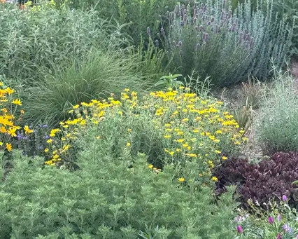 Open Day at Denver Dry Garden