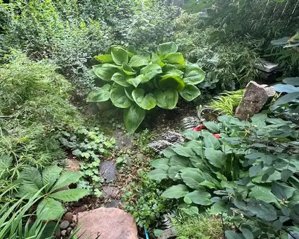 Open Day at Woodland Bird Sanctuary