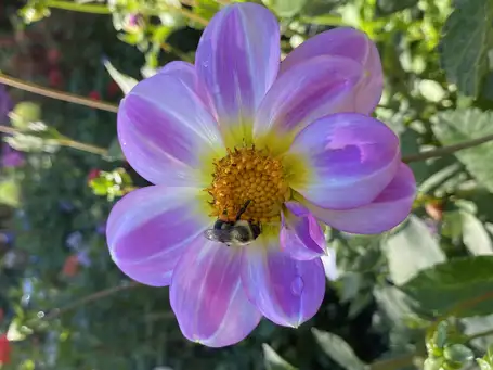 Open Day at Frances Palmer's Garden