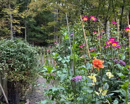 Open Day at Tongore Acres
