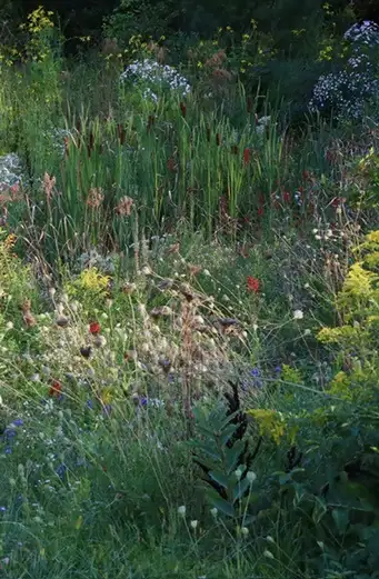 Digging Deeper: Successional Mosaic Landscape