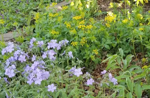 Saturday, April 26th Open Day at Deb's Native Garden