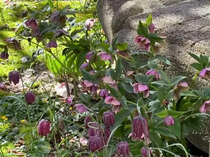 Saturday, April 19th Open Day at The Garden of Dianne B.