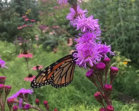The Garden Conservancy Preservation Partner Garden