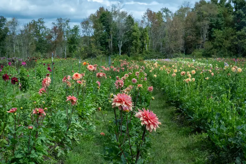 The Garden Conservancy Preservation Partner Garden