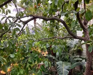 The Garden Conservancy Preservation Partner Garden