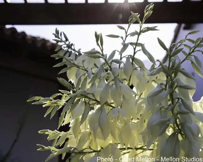 The Garden Conservancy Preservation Partner Garden