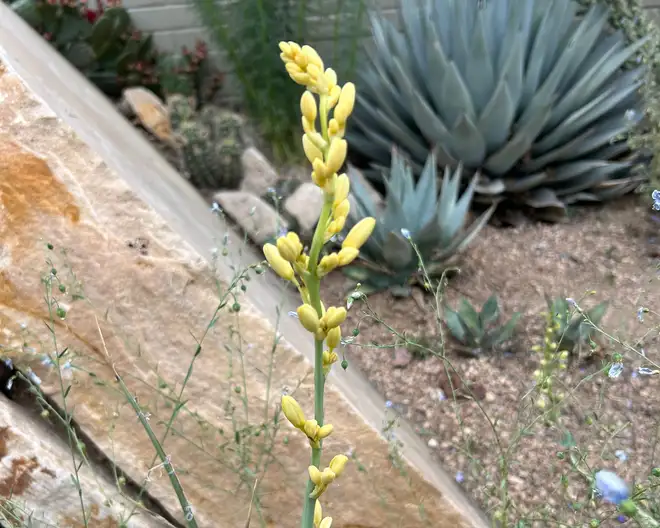 The Garden Conservancy Preservation Partner Garden