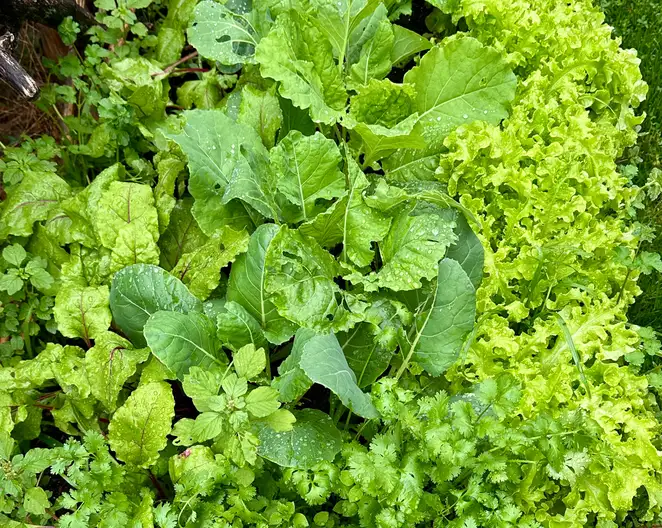 The Garden Conservancy Preservation Partner Garden