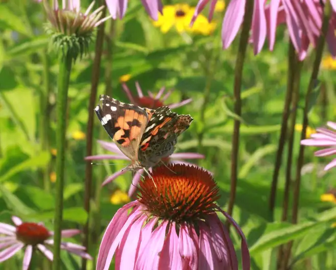 The Garden Conservancy Preservation Partner Garden