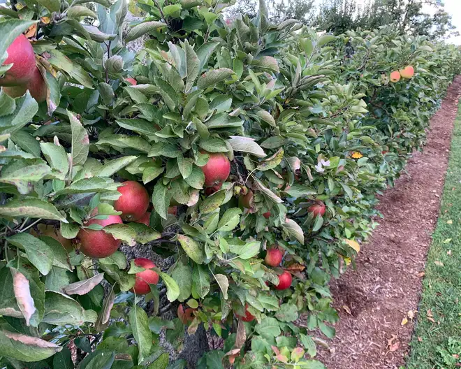 The Garden Conservancy Preservation Partner Garden