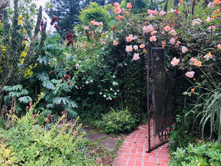 Saturday, June 27 Open Day at El Jardin De las Ranas