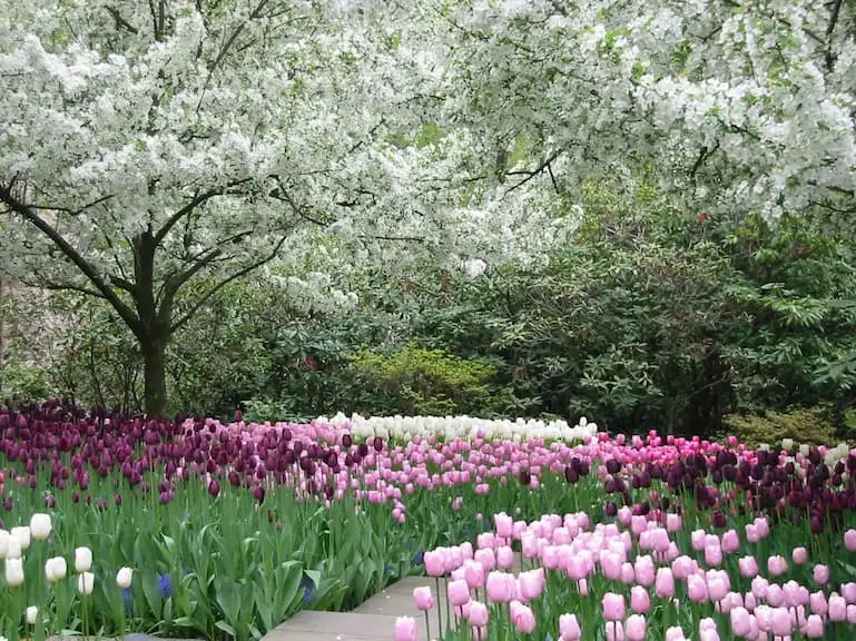 Sunday, April 26 Open Day at The White Garden - Session 2: 1pm–4pm