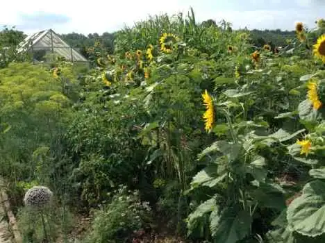 Saturday, May 16 Open Day at Allen’s Heirloom Homestead