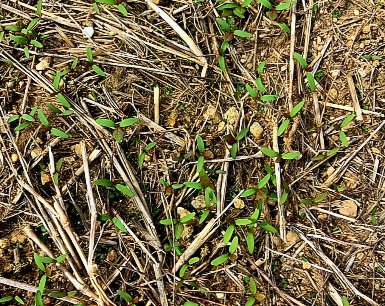 Digging Deeper: Take a Walk on the Wild Side: Tour a Pollinator Meadow