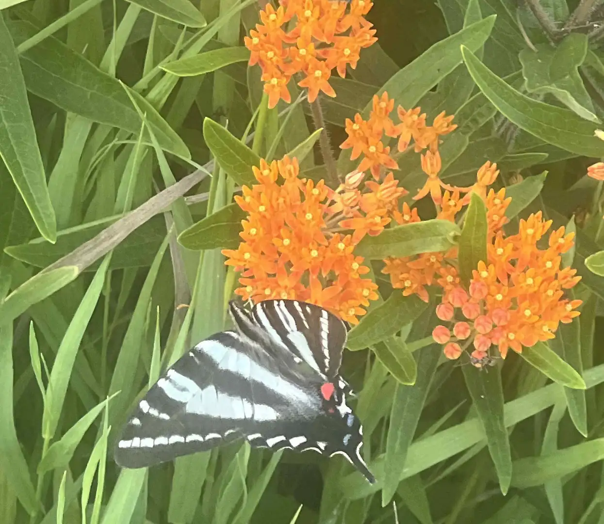 Saturday, July 11 - Digging Deeper: Designing the Prairie