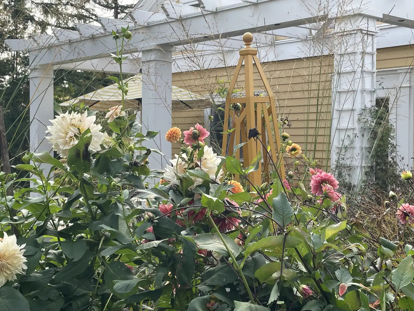 Sunday, July 20 Open Day at Lithgow Cottage Farm